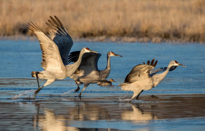 National Audubon Society