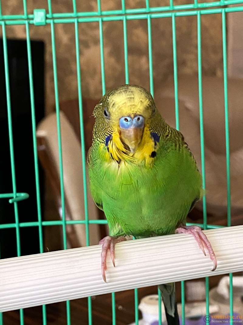 Белоголовый кубинский Амазон