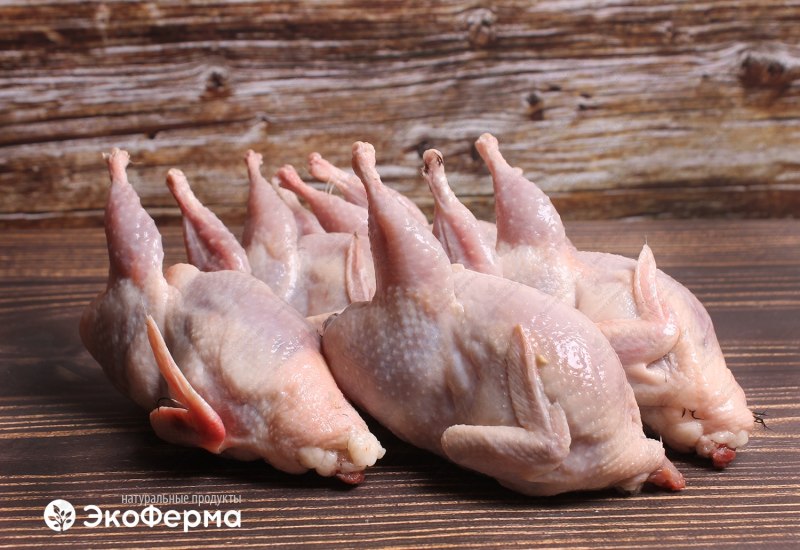 Перепел Техасский фараон