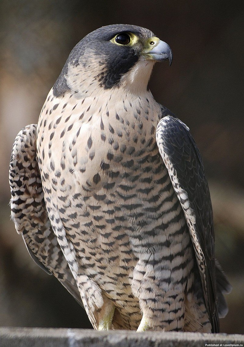 Кречет Falco rusticolus