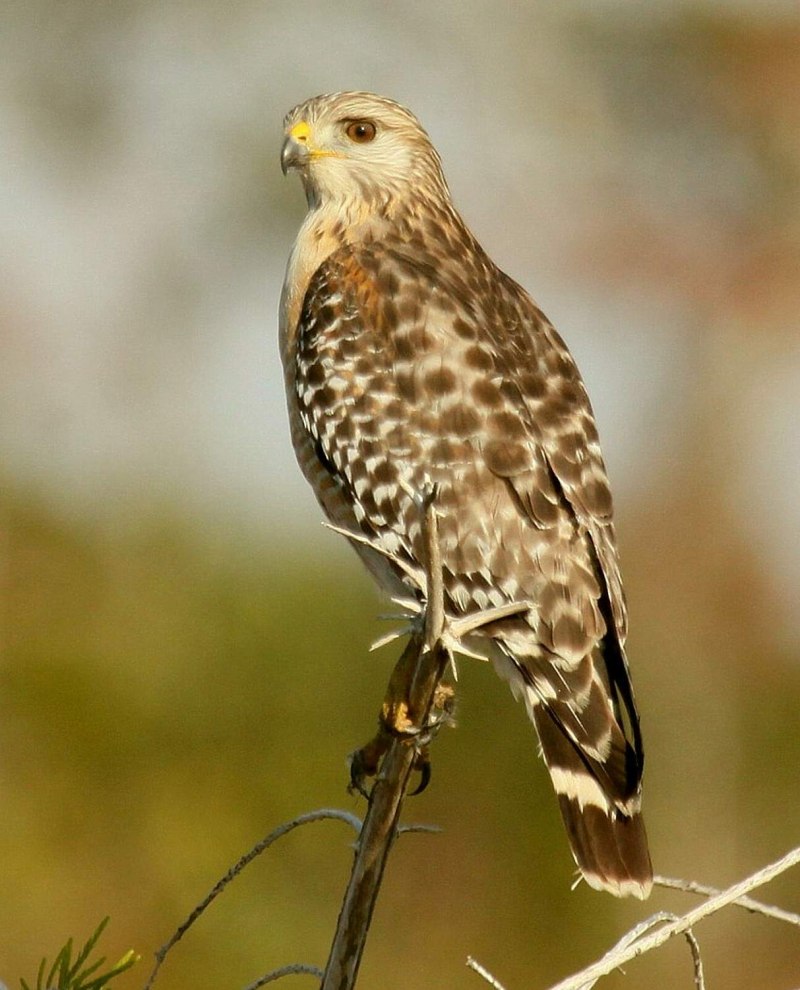 Балобан Falco cherrug