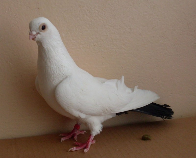 Крюковский голубь