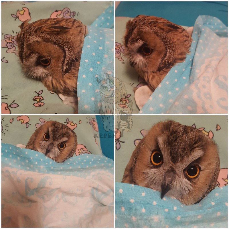 Совушки спят