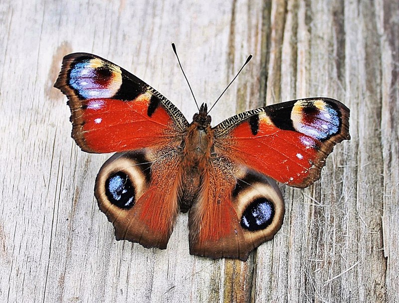 Бабочка павлин (35 фото)