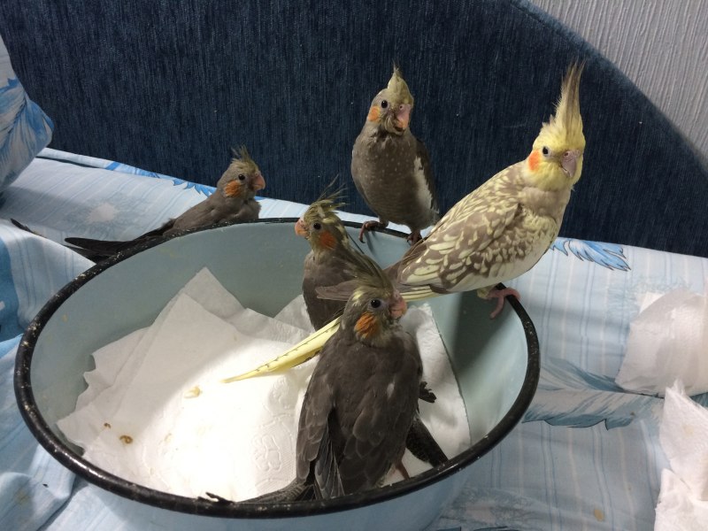 Гнездо для кореллы