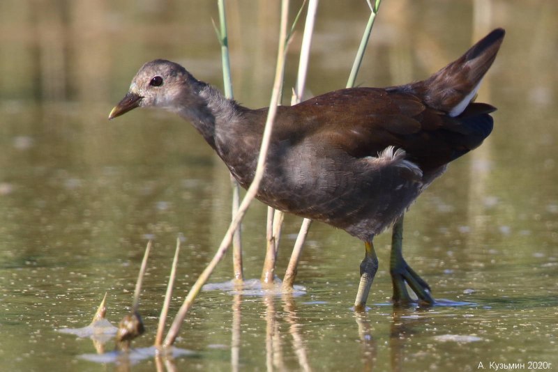 Камышница Gallinula chloropus