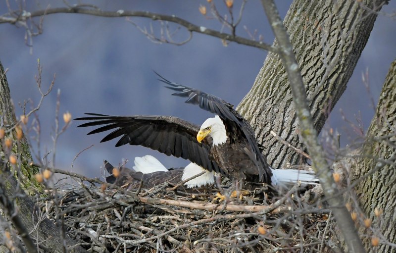 Орлан-белохвост Haliaeetus albicilla