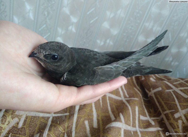 Игрушка Стриж птица