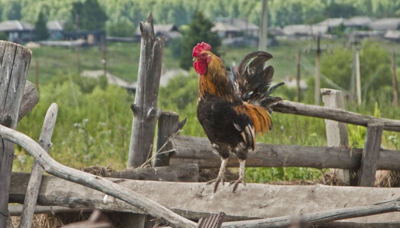 Курочки на насесте