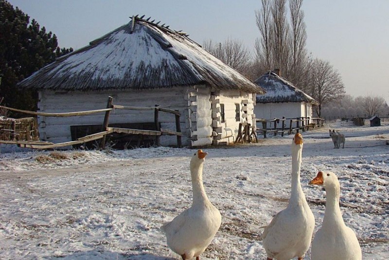 Зимний двор в деревне
