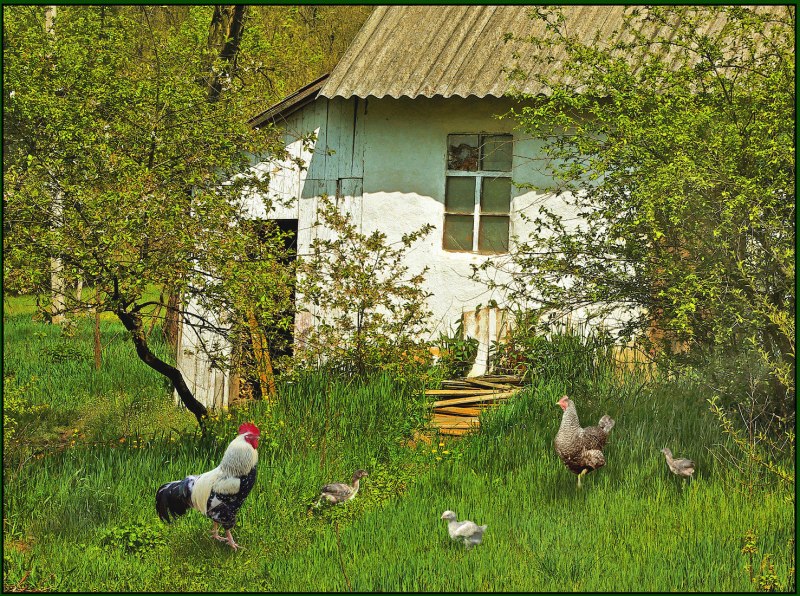 Живность во дворе