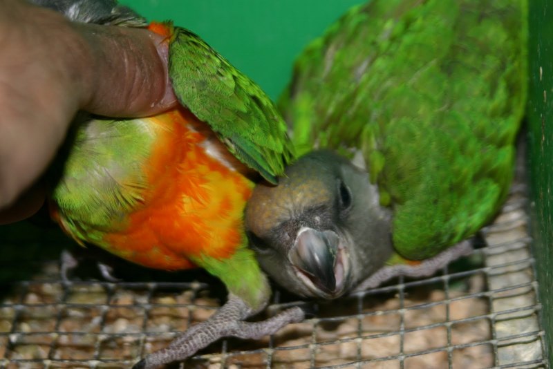 Free Parrots in Bundaberg