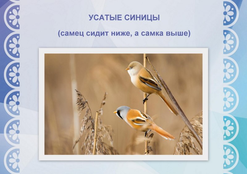 Синица лазоревка королёк