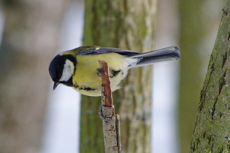 Parus Major синица большая самец