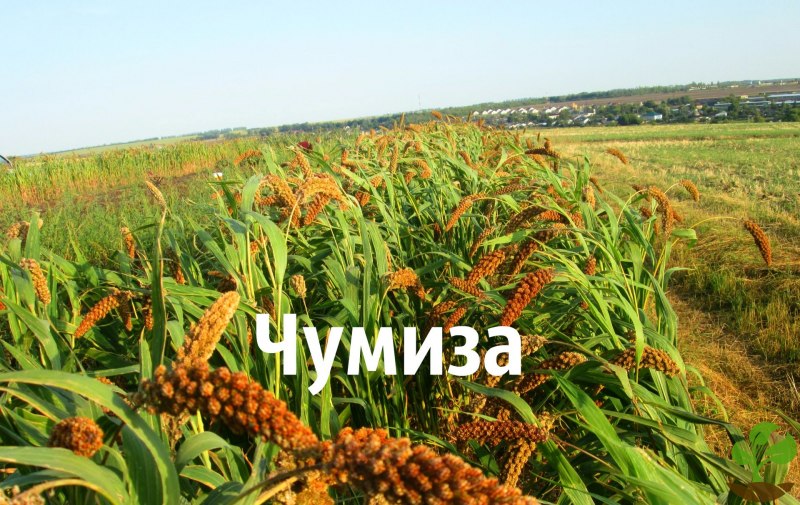 Чумиза (головчатое просо);