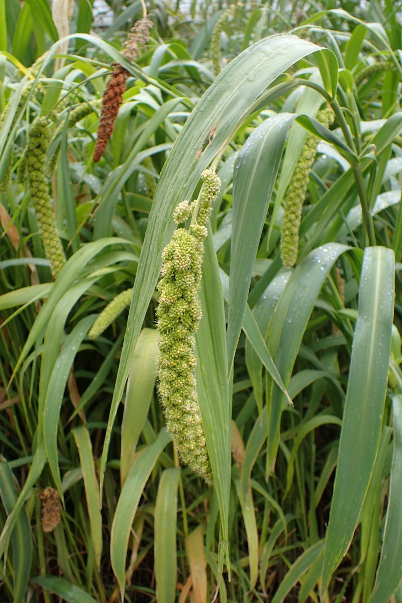 Чумиза (Setaria Italica)