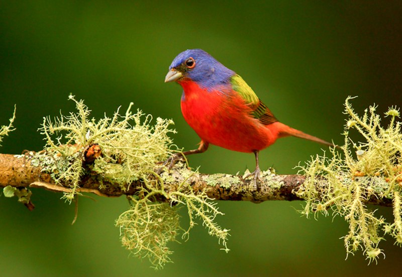 Овсянковый кардинал птица (45 фото)
