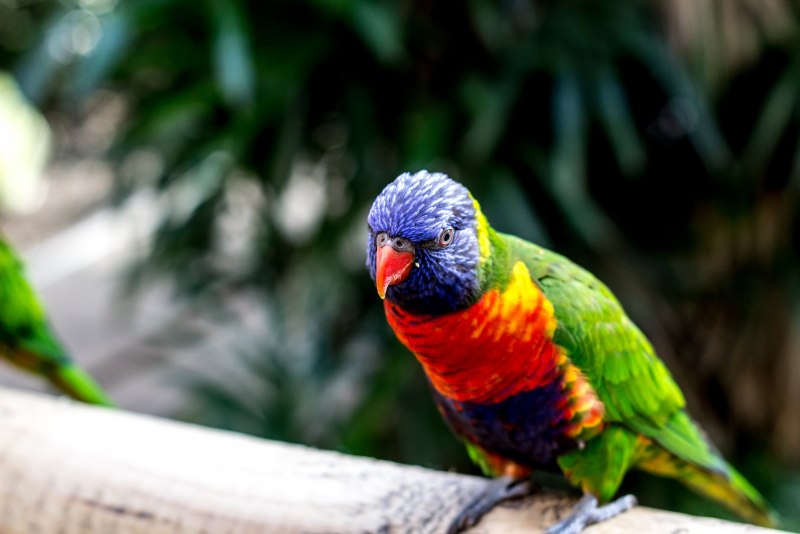 Красный попугай Lorikeet
