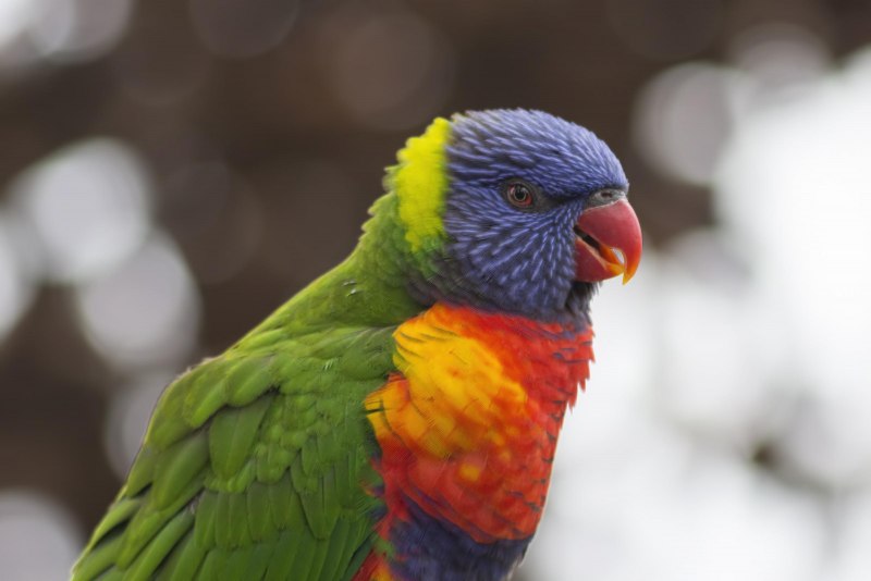 Радужный попугай (42 фото)