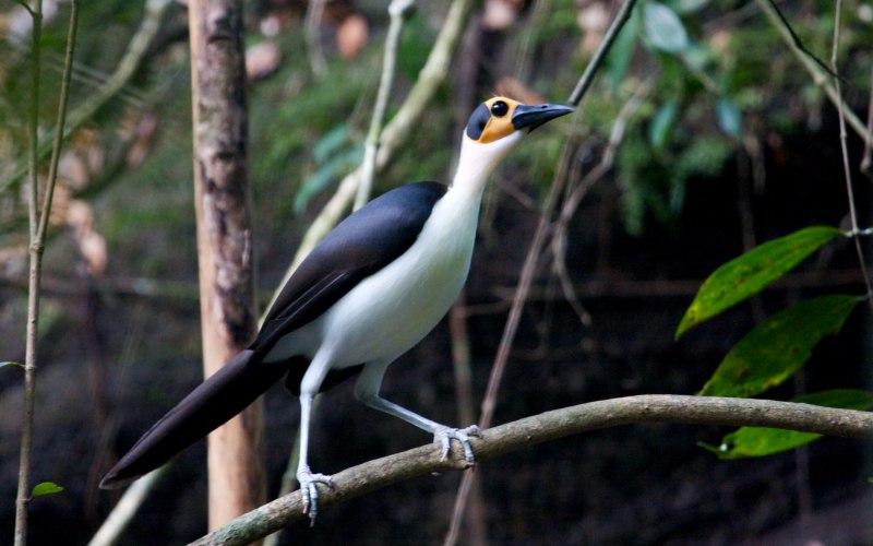 Picathartes Gymnocephalus