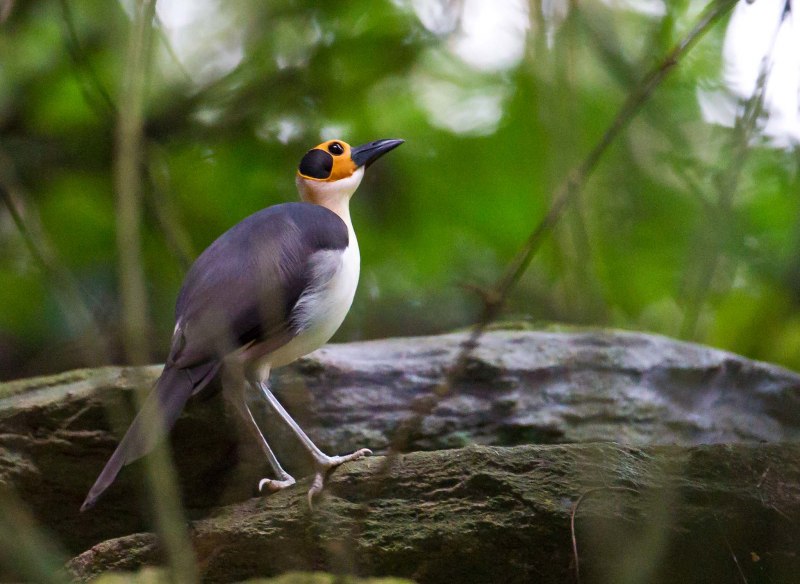 Плешивая сорока Picathartes