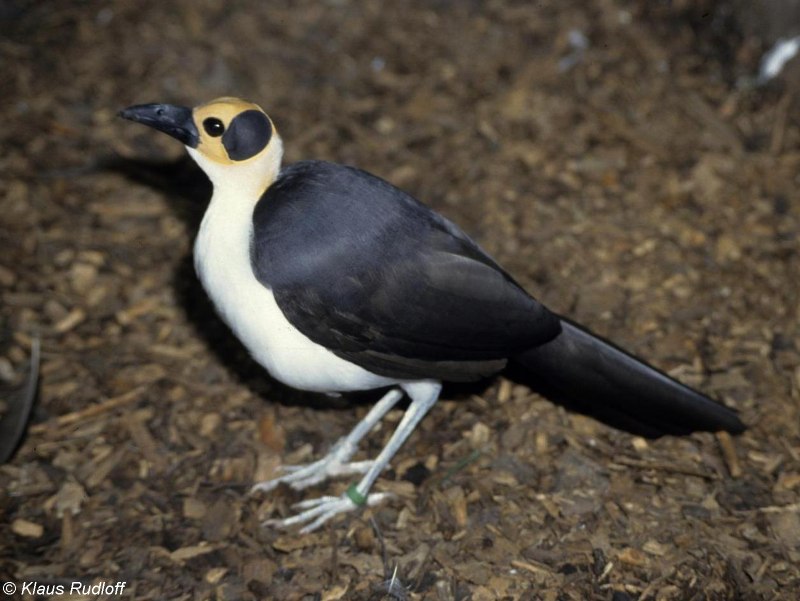 Picathartes птица