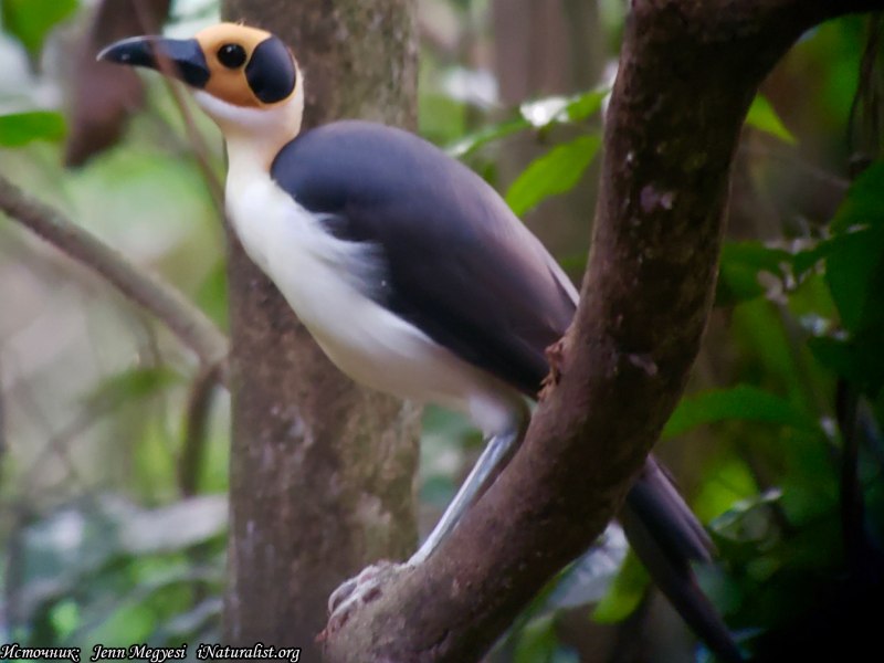 Picathartes Gymnocephalus