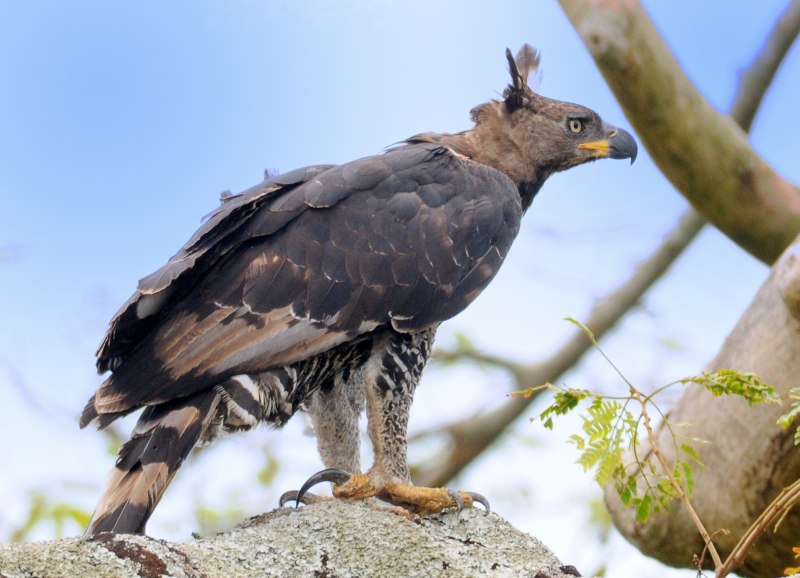 Stephanoaetus coronatus
