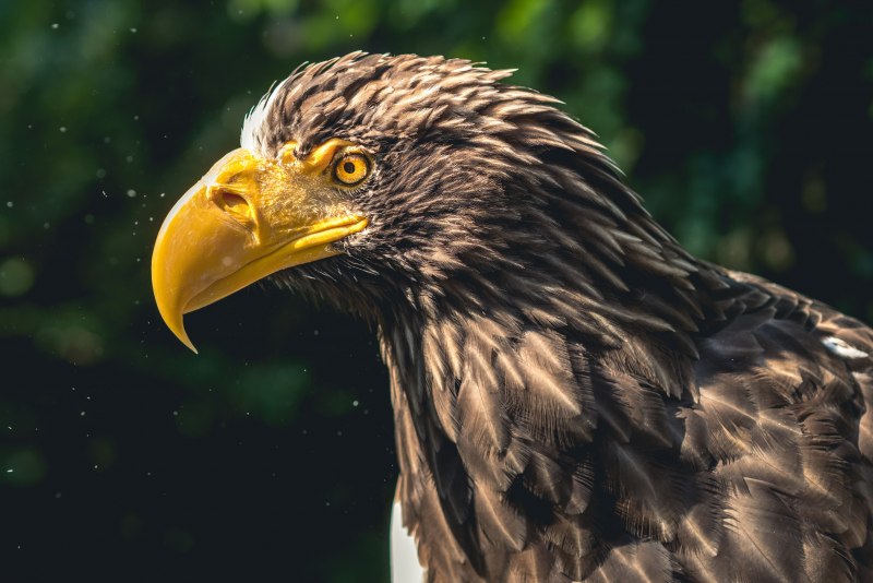 Eagle k036