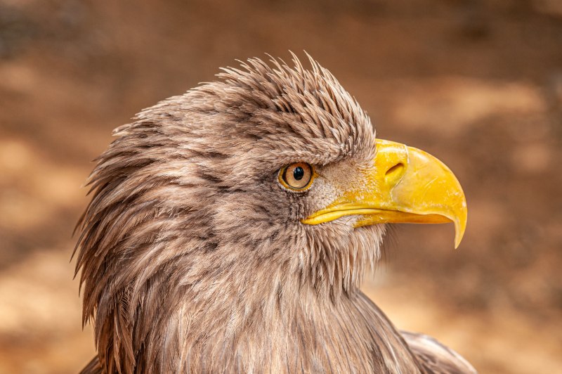 Малый подорлик - Aquila pomarina