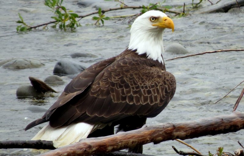 Орлан-белохвост Haliaeetus albicilla