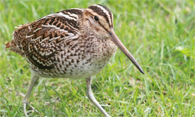 Bar tailed Godwit
