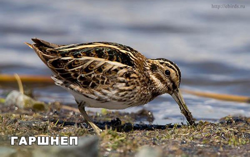 Вальдшнеп, дупель, гаршнеп