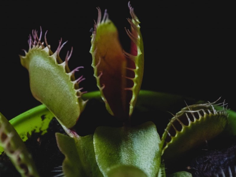 Dionaea muscipula j.Ellis, 1768 систематика