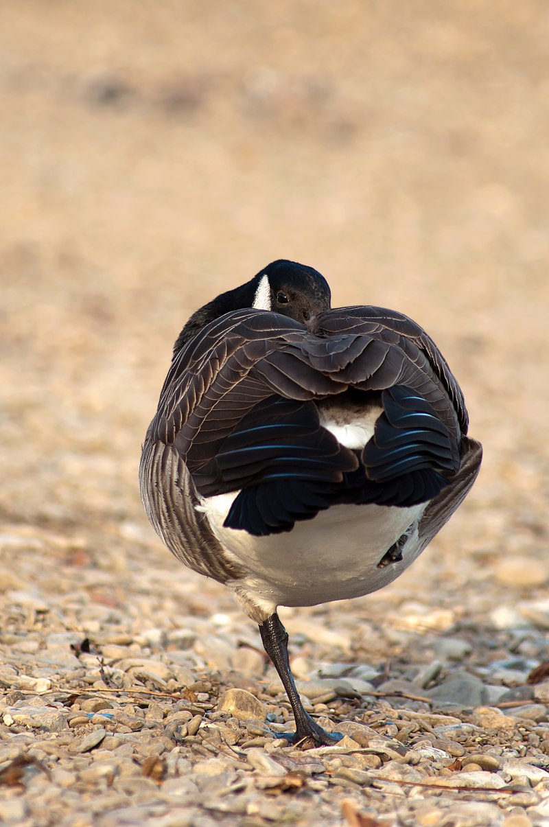 Branta canadensis