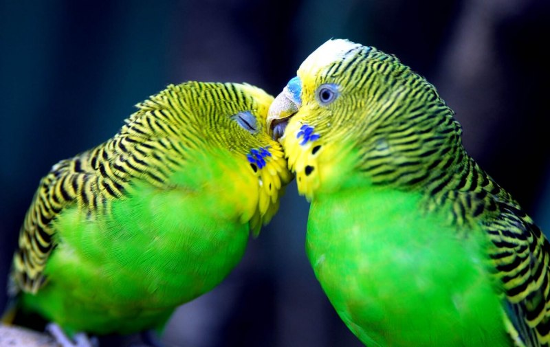 Perico real