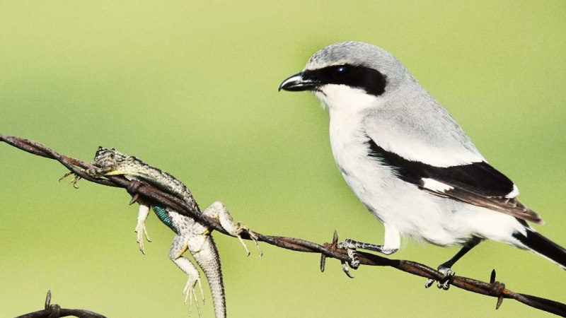 Shrike Bird