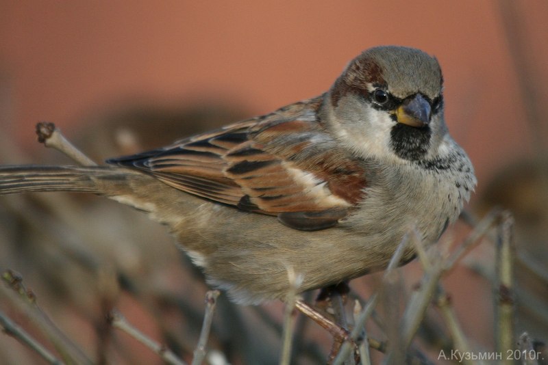 Серая мухоловка (Muscicapa striata)