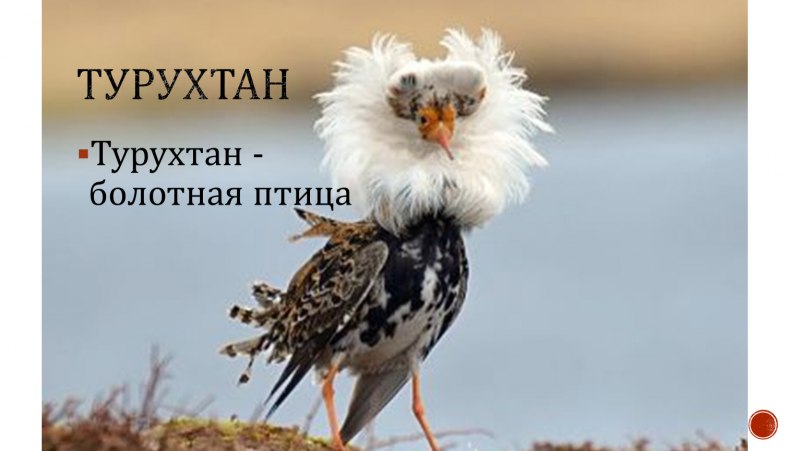 Силуэт турухтана
