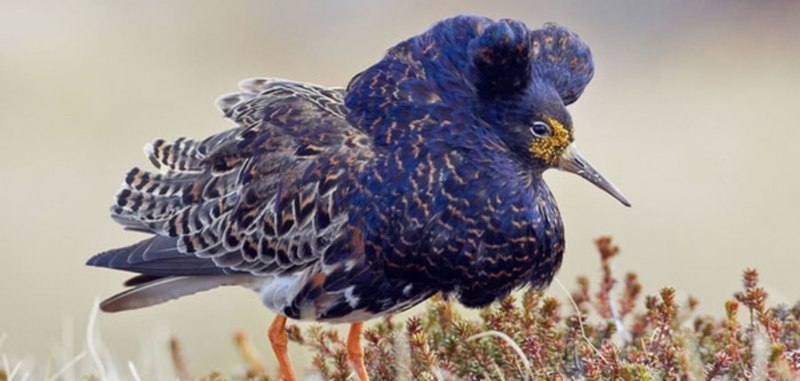 Турухтан (Philomachus pugnax)