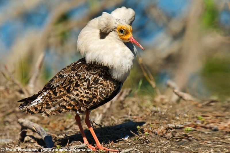 Турухтан (Philomachus pugnax)