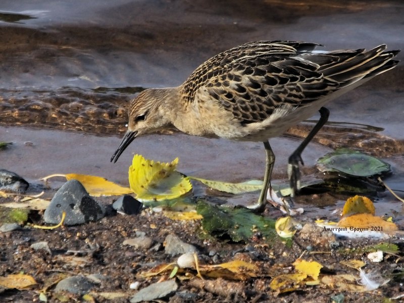 Турухтан (Philomachus pugnax)
