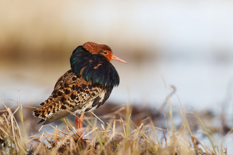 Турухтан (Philomachus pugnax)
