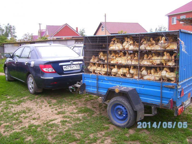 Прицеп для кур