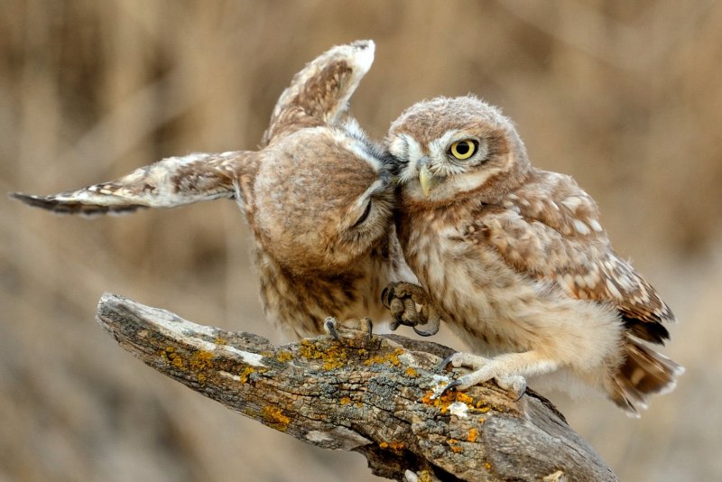 Природа и животные