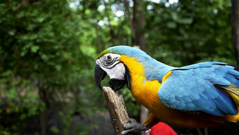 Попугай ара (Macaw Parrot)? Дизайнер Manuel Sirgo.