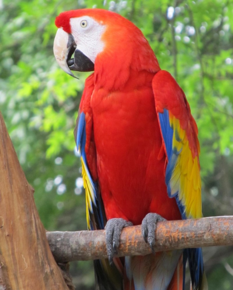 Попугай Macaw