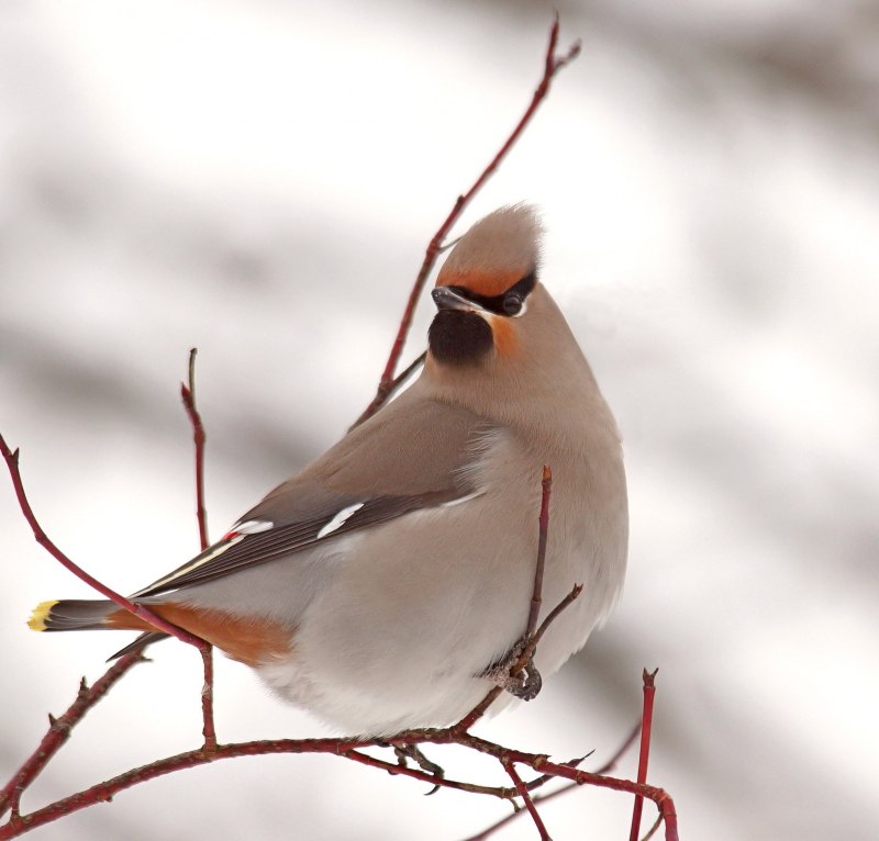 Свиристель обыкновенный (Bombycilla garrulus)