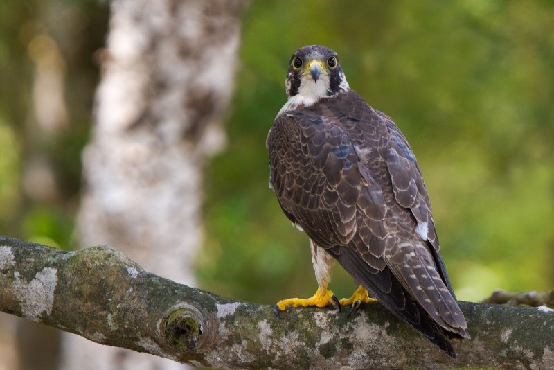 Falco peregrinus pealei