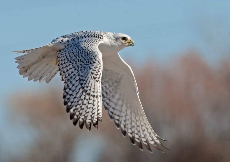 Кречет Falco rusticolus